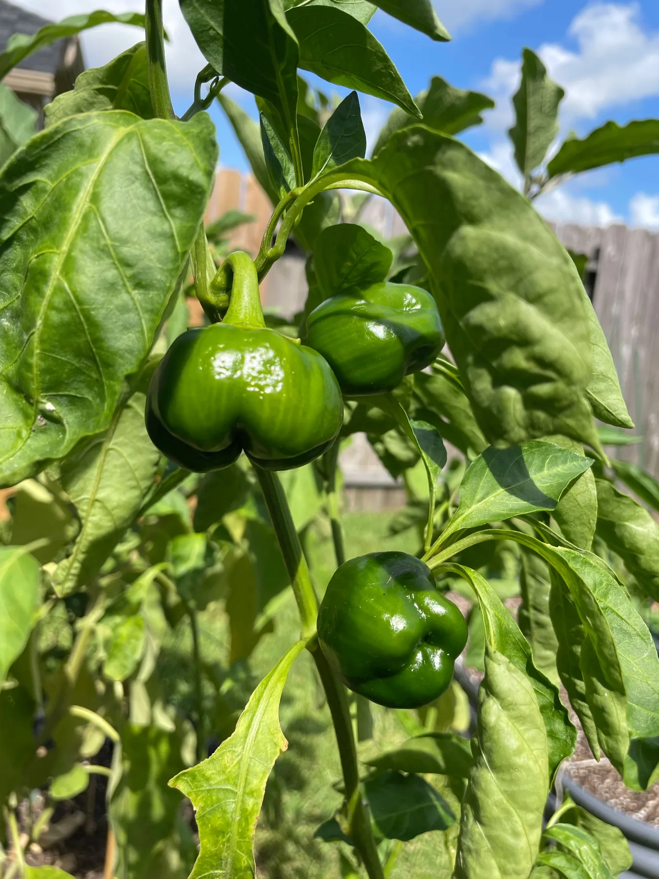 Bell peppers ripening on the plant